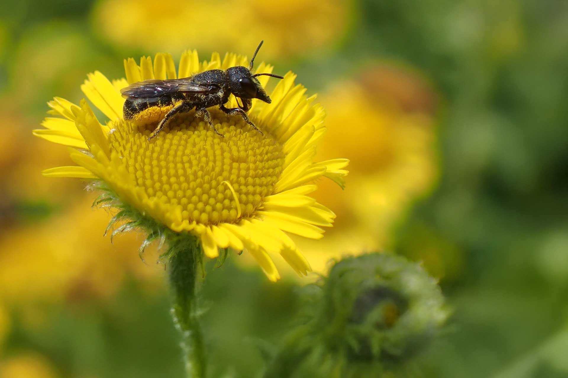 Heriades truncorum female on Pulicaria dysenterica